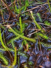 Brownseya serpentina