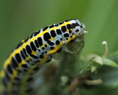 Calophasia lunula
