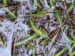 Brownseya serpentina