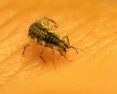 Chrysoperla