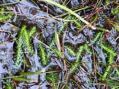 Brownseya serpentina