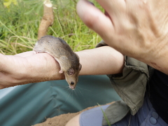 Saccostomus campestris