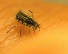 Chrysoperla