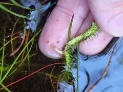 Brownseya serpentina