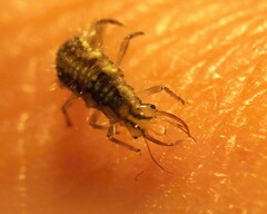 Chrysoperla