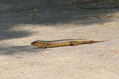 Plestiodon chinensis