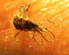 Chrysoperla