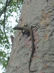 Darevskia chlorogaster