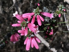 Epacris reclinata