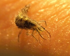 Chrysoperla