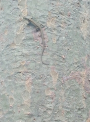 Darevskia chlorogaster