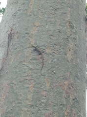 Darevskia chlorogaster