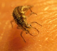 Chrysoperla