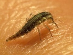 Chrysoperla