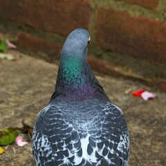 Columba livia domestica