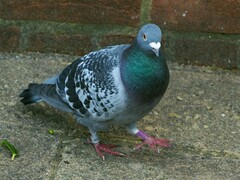 Columba livia domestica
