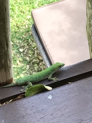 Phelsuma sundbergi longinsulae