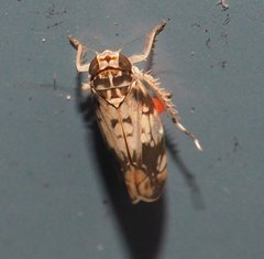 Scaphoideus obtusus