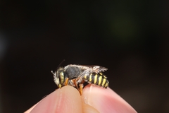 Anthidium oblongatum