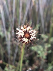 Hypodiscus aristatus