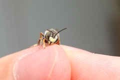 Anthidium oblongatum