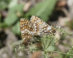 Melitaea aurelia
