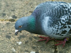 Columba livia domestica
