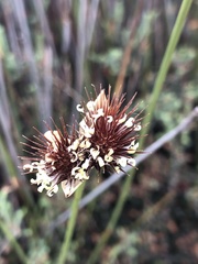 Hypodiscus aristatus