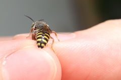Anthidium oblongatum