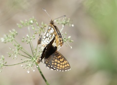 Melitaea aurelia