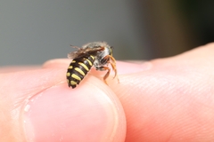 Anthidium oblongatum