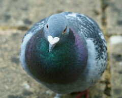 Columba livia domestica