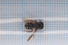 Anthidium oblongatum