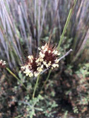 Hypodiscus aristatus