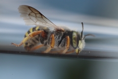 Anthidium oblongatum