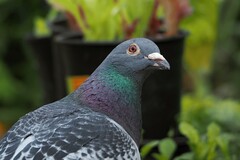 Columba livia domestica