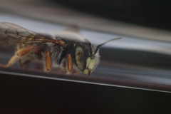 Anthidium oblongatum
