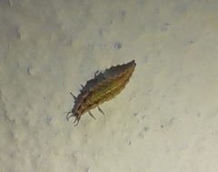 Chrysoperla carnea