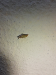 Chrysoperla carnea