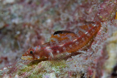 Largemouth Triplefin photo 4