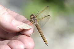 Sympetrum madidum