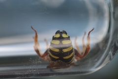 Anthidium oblongatum