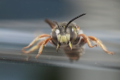 Anthidium oblongatum