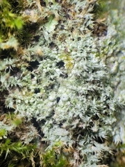 Pertusaria superiana