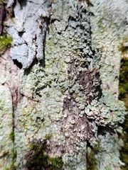 Pertusaria superiana