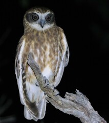 Ninox boobook ocellata