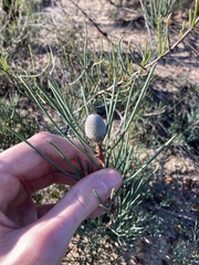 Isopogon divergens