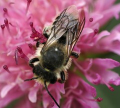 Megachile centuncularis