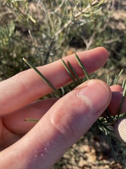 Isopogon divergens
