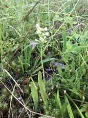 Platanthera clavellata image